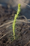 Kapuskasing reforestation project (1)